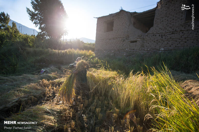 عکس/ برداشت سنتی برنج در الموت