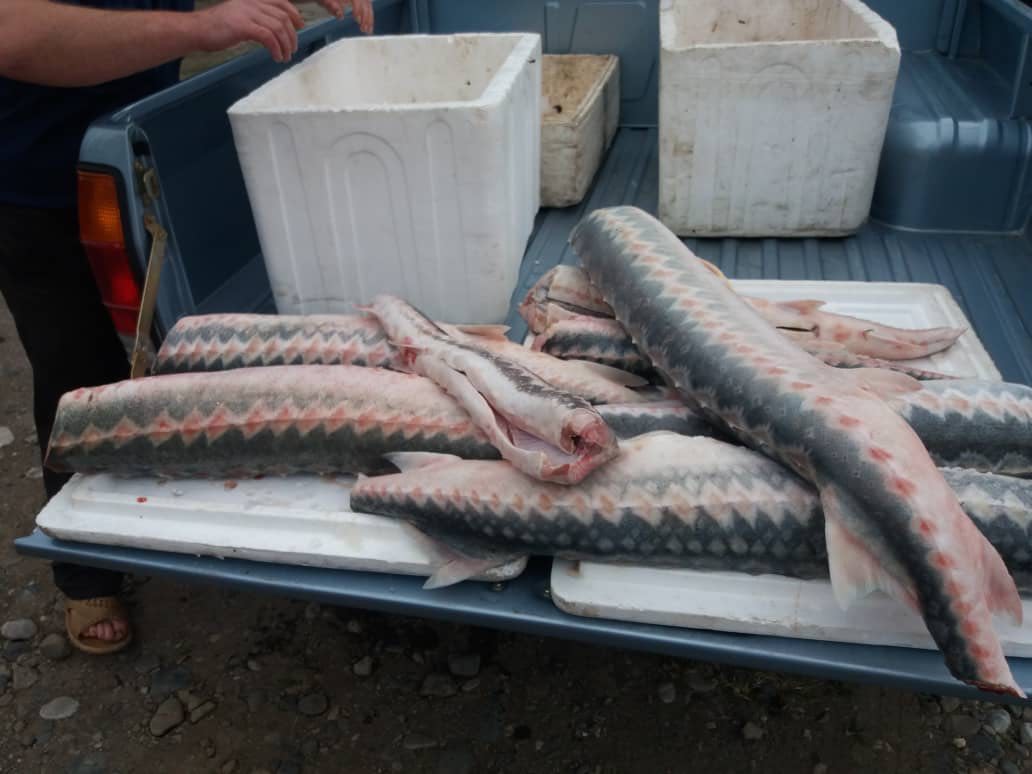 کشف انواع ماهی های در خطر انقراض در بازار لنگرود
