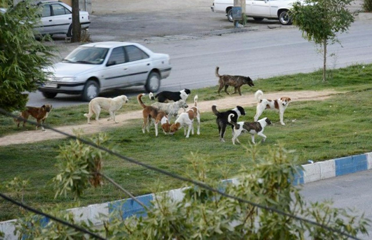 جزئیات درگیری با مامور شهرداری صومعه سرا برای جمع آوری سگ‌های ولگرد + فیلم