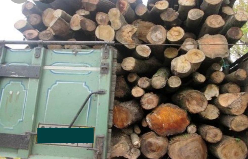 کشف بیش از ۶ تن چوب قاچاق در رودسر