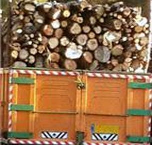 کشف ۹ تن چوب قاچاق در رودبار