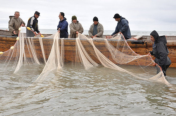 صید ۲۴۷ تن انواع ماهی از آبهای ساحلی گیلان