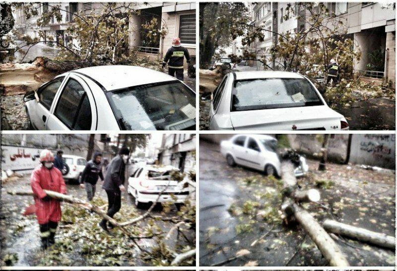 سقوط درخت و خسارت به ۲خودرو در خیابان ۱۰۴ گلسار رشت