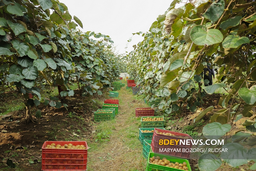 کیوی گیلان برای نخستین‌ بار به برزیل صادر می‌شود