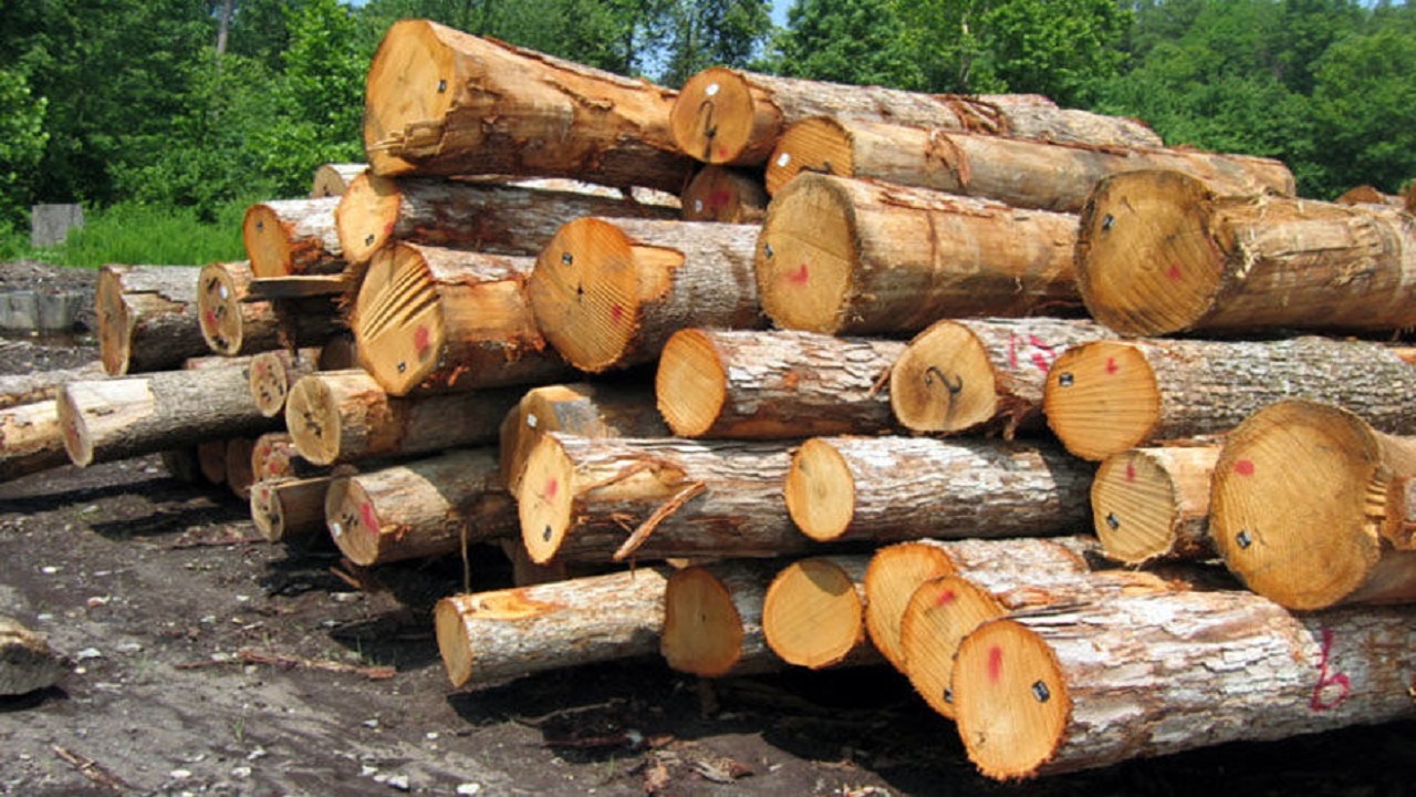 ۸ تن چوب قاچاق در آستانه‌اشرفیه کشف شد