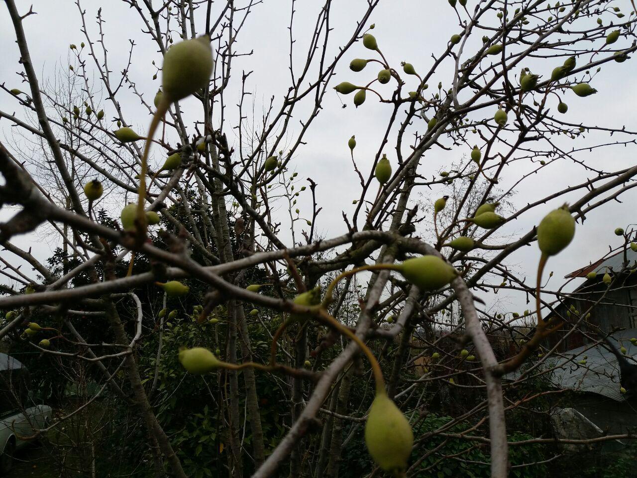 میوه دهی یک درخت گلابی در آستانه زمستان در فومن