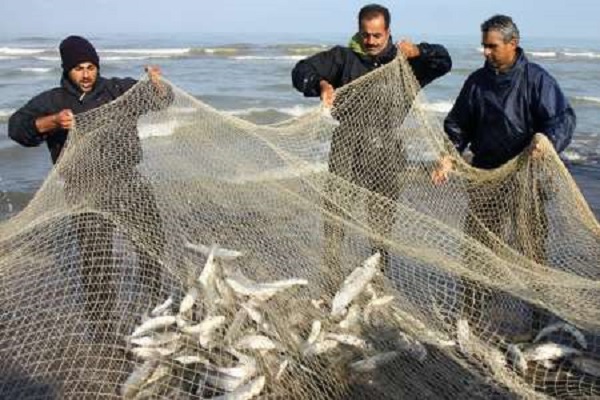 ۳۳۰ تن ماهی از آبهای خزر در گیلان صید شد