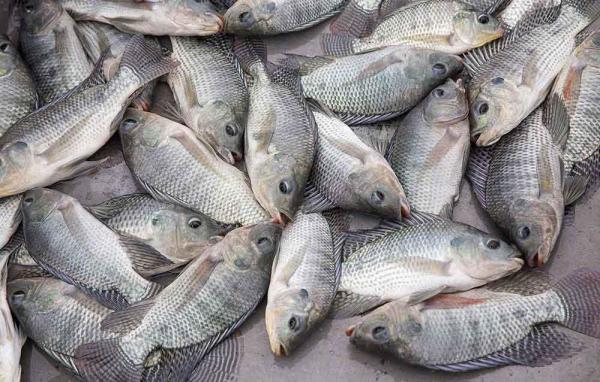 ۳۹۲ تن ماهی استخوانی در گیلان صید شد