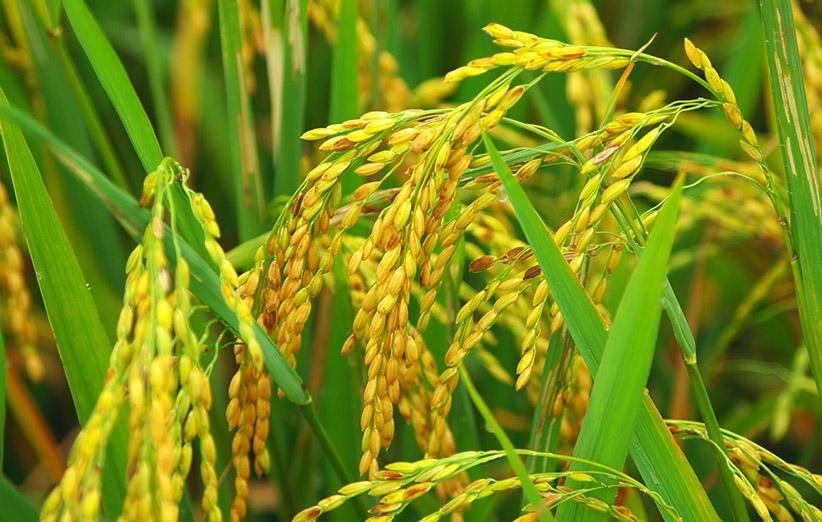 تولید برنج در گیلان زنجیره‌ای می‌شود