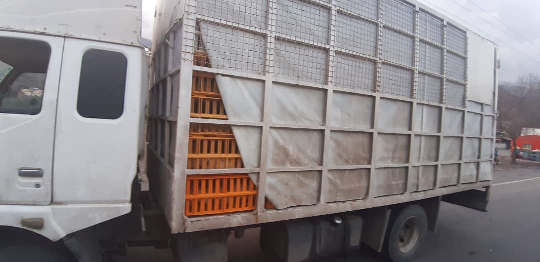 توقیف ۲۱ دستگاه کامیون حامل بیش از ۴۰ هزارقطعه مرغ فاقد مجوز در رودبار