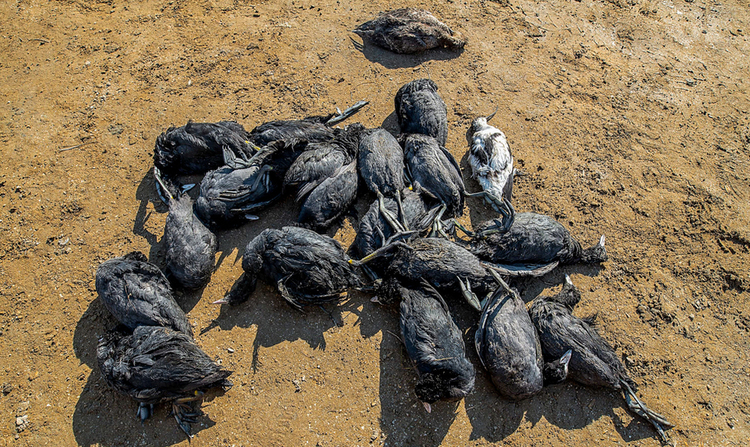 دستگیری شکارچی حرفه ای با ‌۳۵ قطعه لاشه پرنده در انزلی + عکس