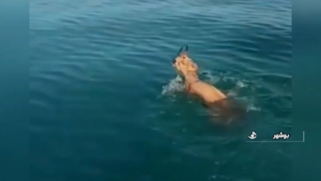 بیرون کشیدن بچه آهو از دریا توسط یک ماهی‌گیر + فیلم