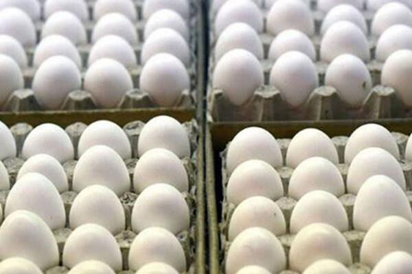 علت اصلی گرانی تخم مرغ چیست؟