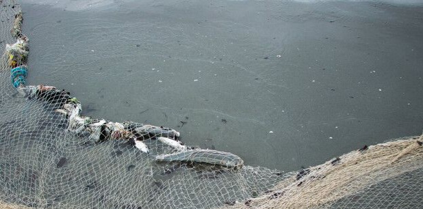 ۸۰۱ تن ماهی استخوانی در گیلان صید شد