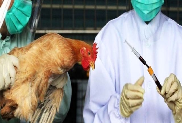 مشاهده بیماری آنفلوانزای فوق حاد پرندگان در تبریز