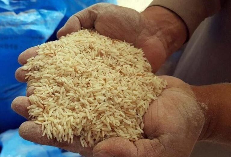 تعاون روستایی گیلان توزیع بذر گواهی شده برنج را آغاز کرد