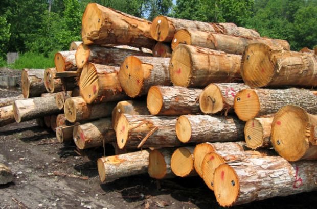 کشف چوب‌ جنگلی قاچاق در لاهیجان