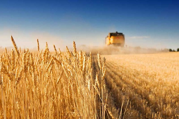 افزایش قیمت خرید تضمینی گندم از کشاورزان