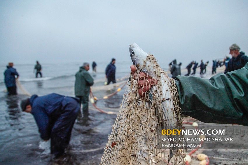 صید بیش از ۲ هزار تن ماهی از دریای خزر