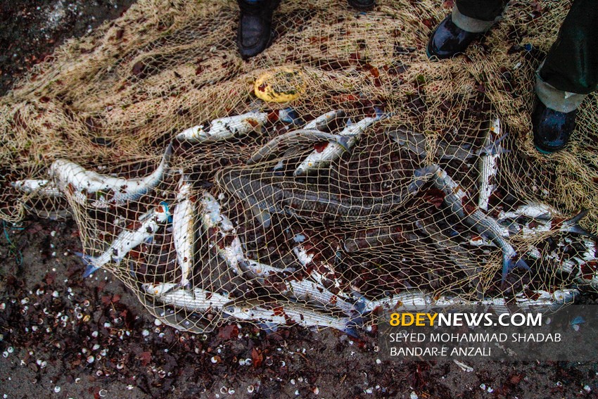 صید ۶۰۰ تن ماهی از دریای خزر در گیلان