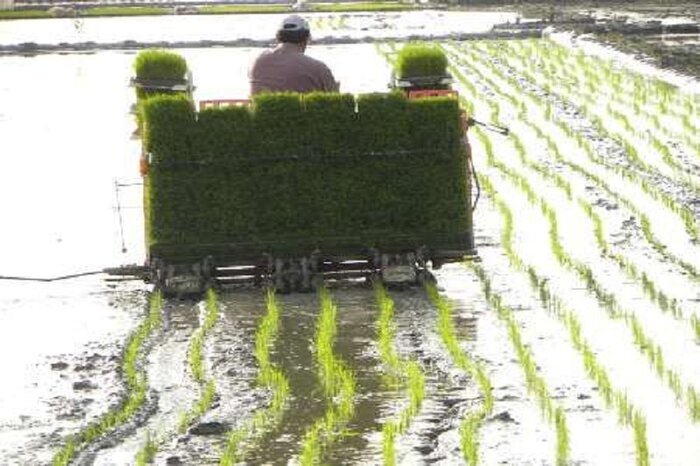 تولید ۳۰ درصد برنج کشور در گیلان