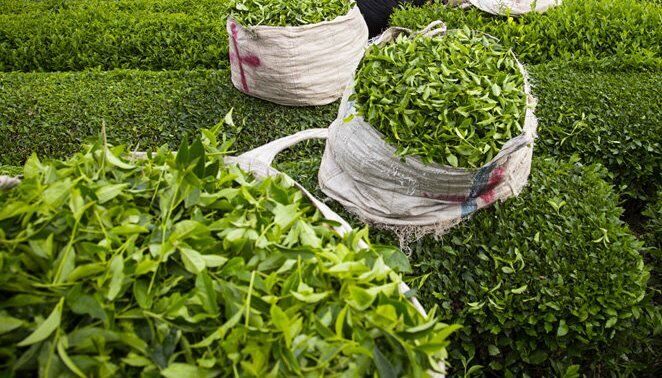۵۳۰ میلیاردریال تسهیلات به زراعی باغ و بهسازی کارخانجات چای پرداخت شد