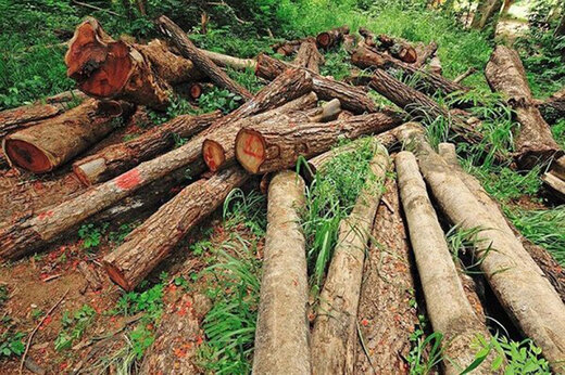 دستگیری ۱۵۴ قاچاقچی چوب در گیلان