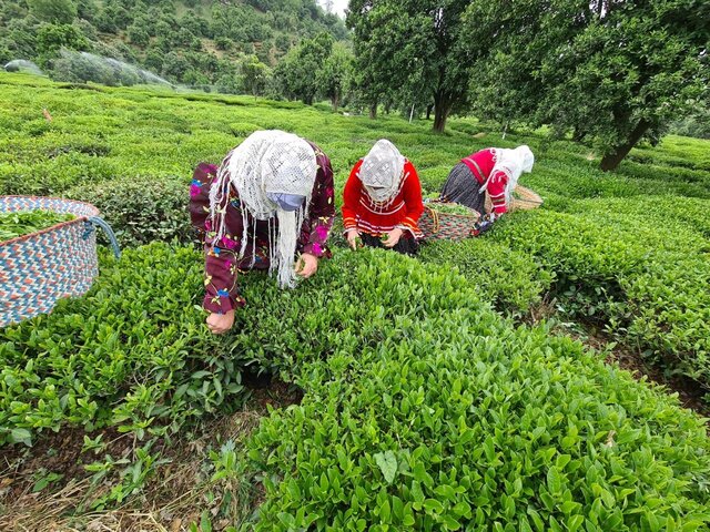 پیش بینی برداشت بالغ بر ۱۳۵ هزار تن برگ سبز چای در سالجاری