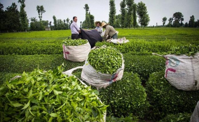 پرداخت ۲۱ میلیارد تومان تسهیلات به فعالان صنعت چای