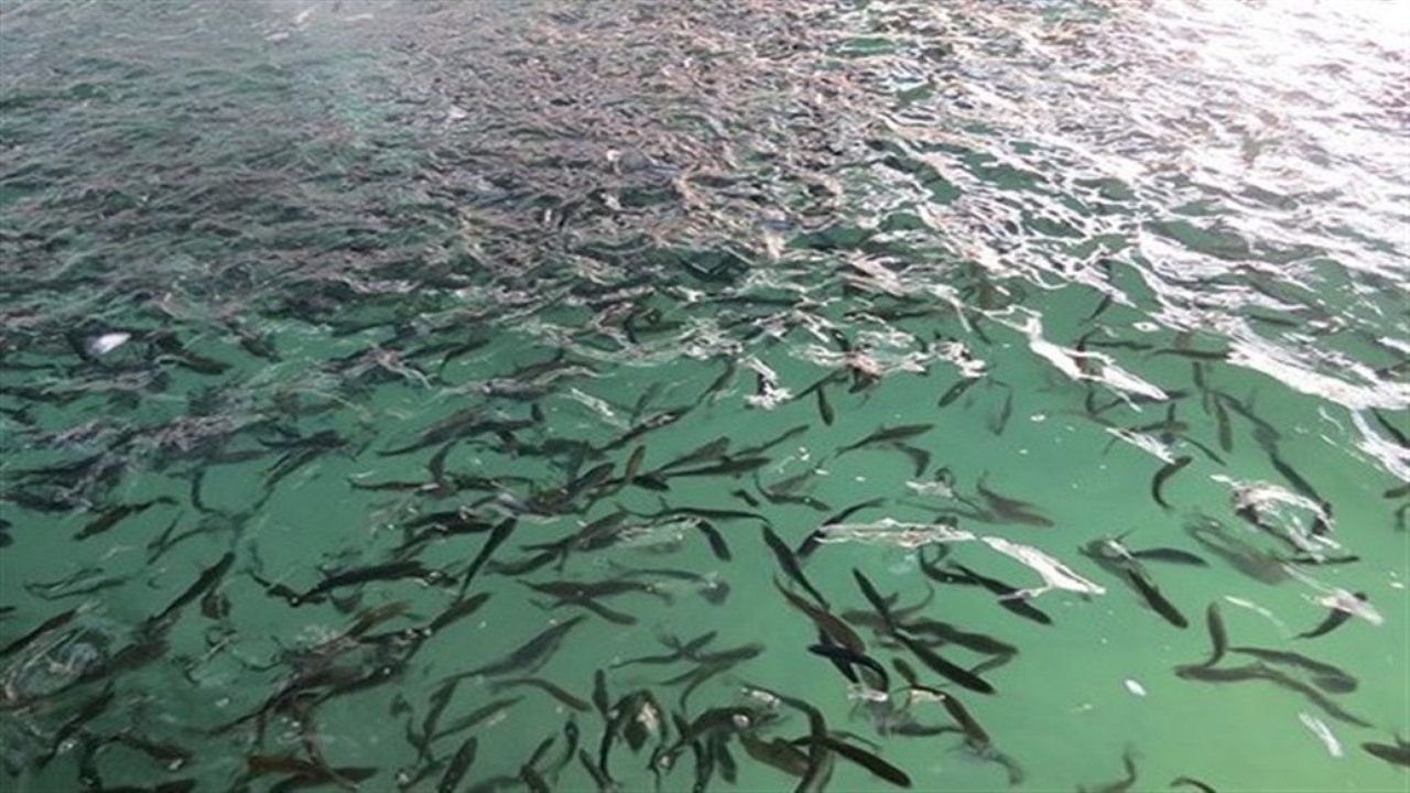 ۱۴۵ میلیون قطعه بچه ماهی اواسط خرداد در رودخانه‌های منتهی به دریای خزر رهاسازی می شوند
