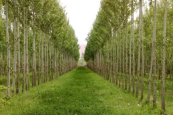 اجرای طرح زراعت چوب در بیش از ۲ هزار هکتار در گیلان