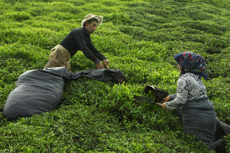 قرارداد صاحبان ۳۵ کارخانه چای‌سازی با سازمان چای کشور
