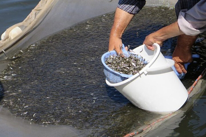رهاسازی ۴۰ میلیون قطعه ماهی در تالاب انزلی