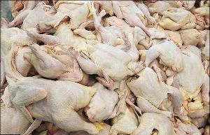 کشف بیش از یک تن کیلوگرم گوشت مرغ فاقد مجوز حمل در رودسر