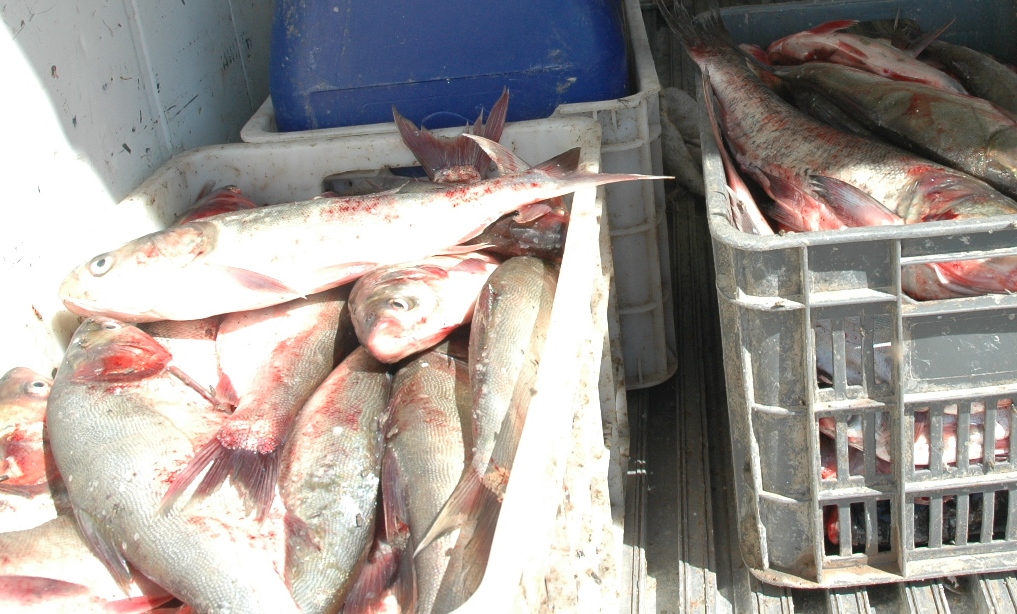 کشف محموله ۲۴ تنی ماهی فاقد مجوز در رودبار