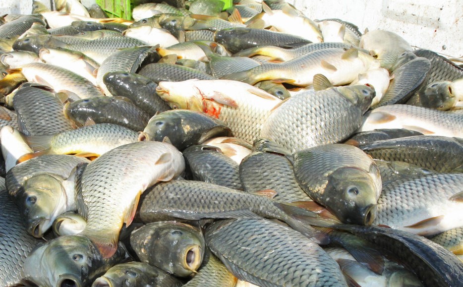 توقیف بیش از یک تن ماهی فاقد مجوز در آستارا