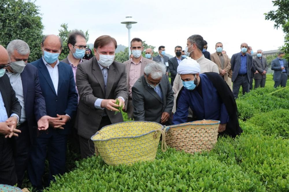 افزایش رقابت‌پذیری صنعت چای ایرانی با اقدامات حمایتی دولت