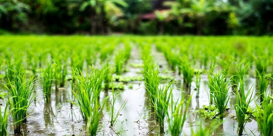 نشای برنج در ۹۵ درصد از شالیزار‌های گیلان