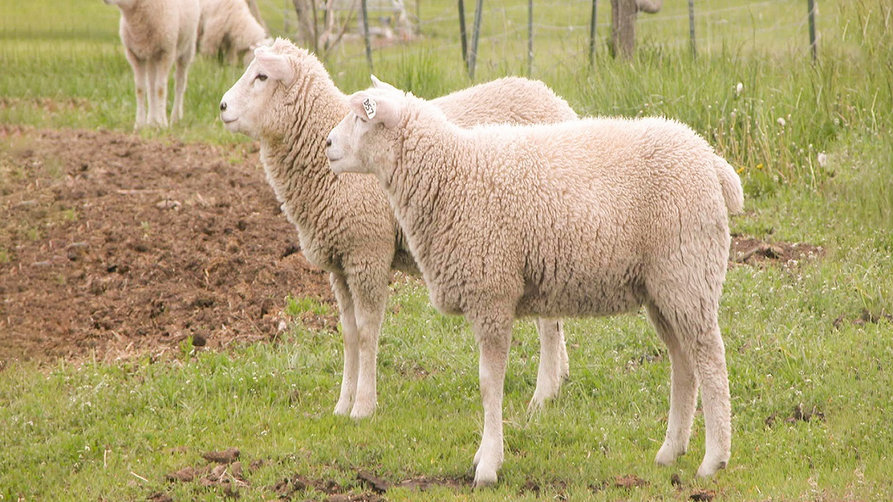 واردات ۶۱۰ راس گوسفند فرانسوی برای اصلاح نژاد/ مشکل دام سبک، اصلاح نژاد نیست