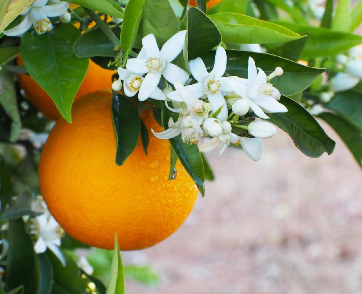 عطر بهشت در باغ های بهار نارنج گیلان
