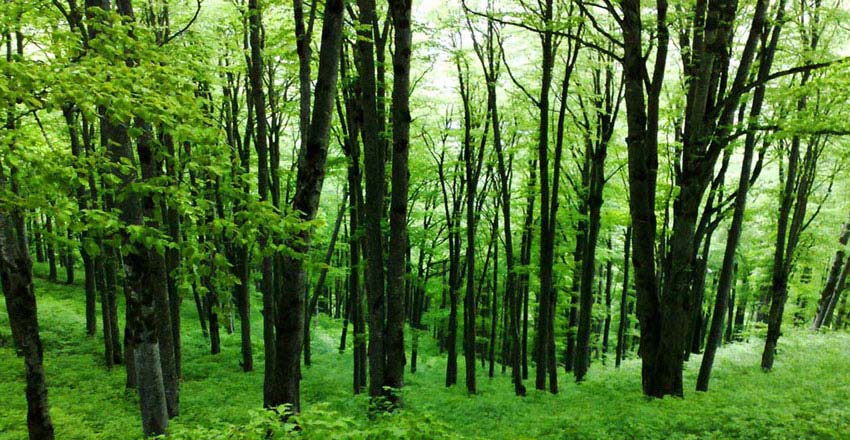 اختصاص ۲۸ میلیارد تومان به حفاظت از جنگل‌های گیلان