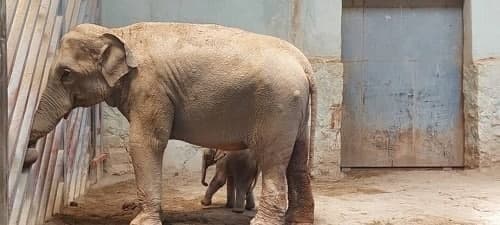 تولد اولین فیل آسیایی در ایران + فیلم