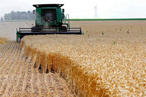 خرید تضمینی بیش از ۱۵۰ تن گندم در گیلان