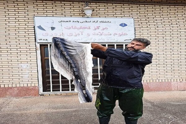 تولید چرم ماهیان خاویاری در دانشگاه آزاد اسلامی لاهیجان