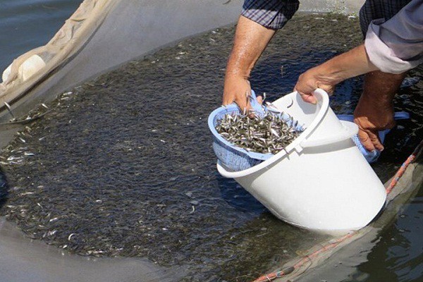 رهاسازی ۵۰ میلیون قطعه بچه ماهی استخوانی در دریای خزر