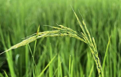 ظهور نخستین خوشه‌های برنج در گیلان