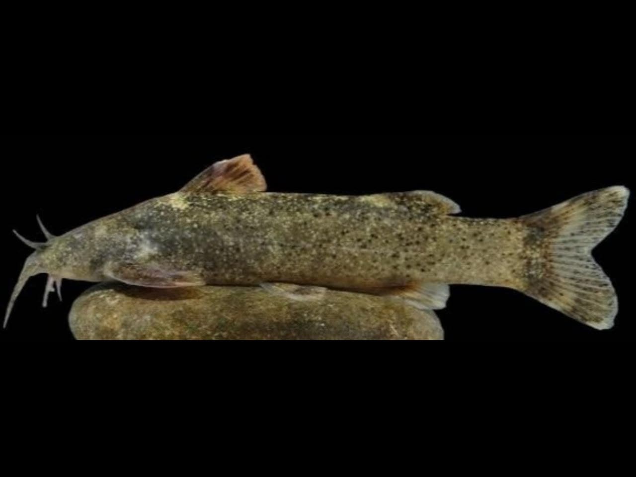 کشف و ثبت جهانی گونه جدید ماهی و نامگذاری آن به نام “علی دایی”