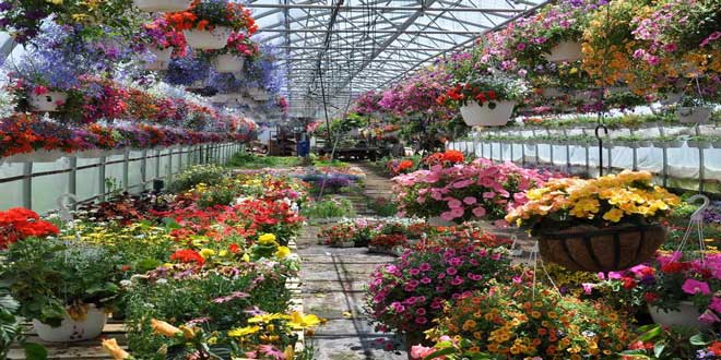 چابکسر پایتخت تولید گل و گیاهان زینتی در کشور