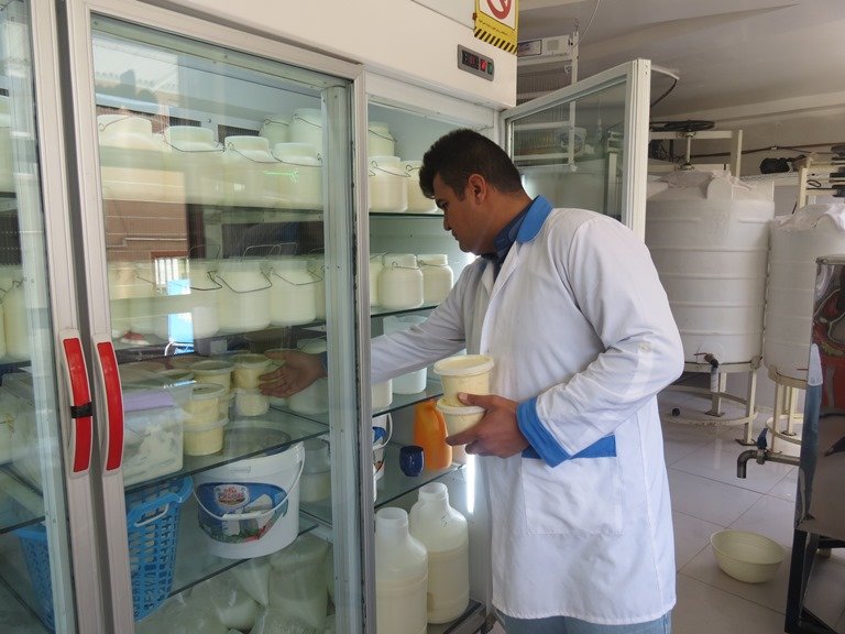 دامداران گیلانی۲۰ درصد شیر تولیدی را به فروشگاه های لبنیات سنتی می‌فروشند