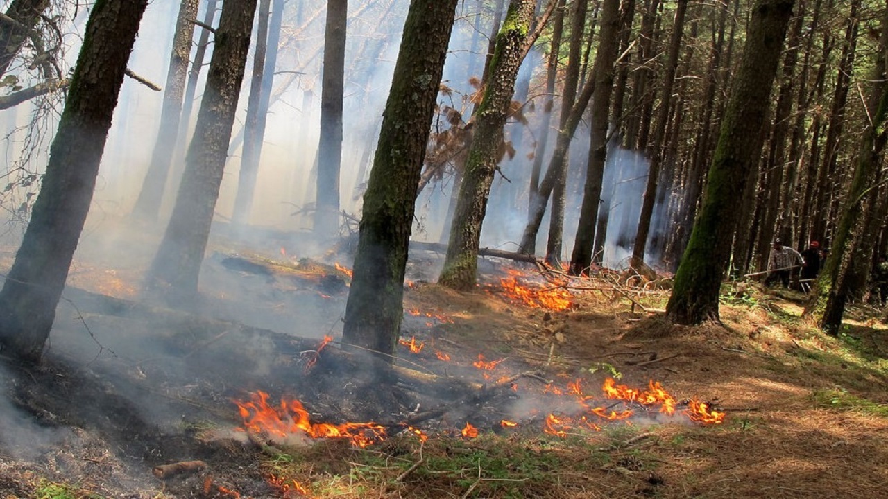 آتش سوزی ۵ هزار متر مربع اراضی جنگلی آستارا